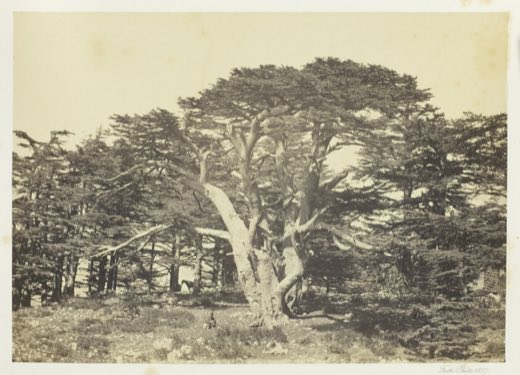 The Largest of the Cedars, Mount Lebanon
