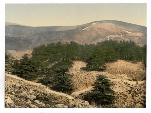 A grove of the cedars of Lebanon high in the Lebanon mountains, c. 1890–1900.