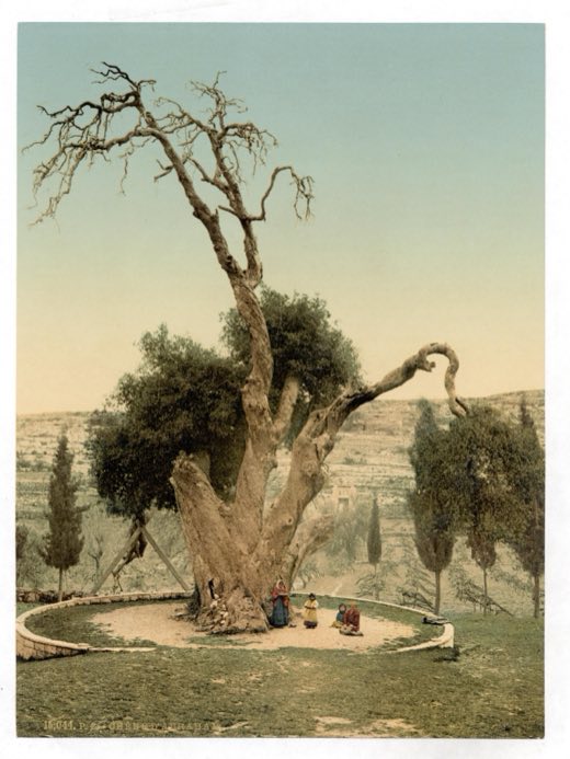 The old oak shown as Abraham's oak at Mamre, near Hebron, c. 1890–1900.