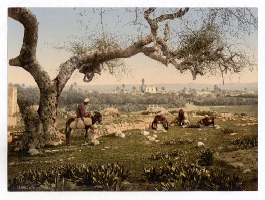 Lydda (Lod) seen from the south-west, across its fields and olive trees, c. 1890–1900.