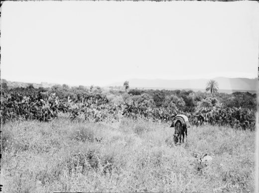 Northern views. Shunem (Sulem) and Mts. [i.e., mountains] of Gilboa